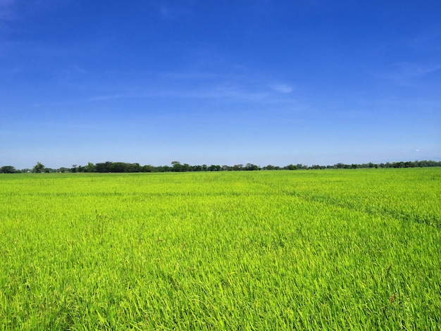 The rice fields on Philippines