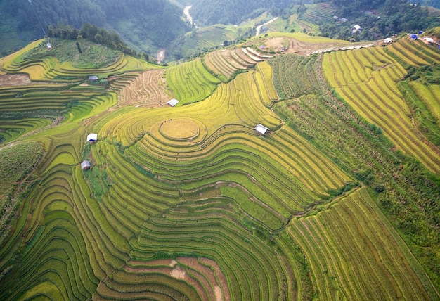 Le risaie preparano il raccolto a nord-ovest del vietnam. paesaggi del vietnam