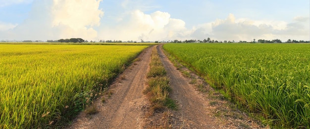 Risaie nella stagione del raccolto risaie al mattino risaie panoramiche Foto Premium