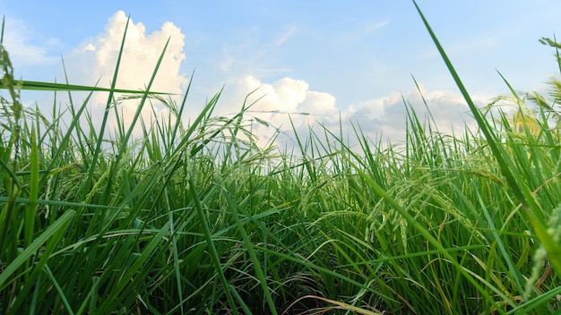 Рисовые поля риса в сезон сбора урожая Рисовые поля утром