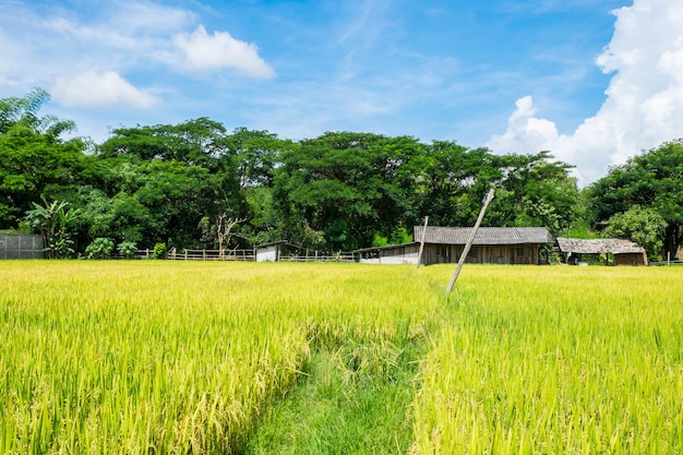 Rice fields and the sky