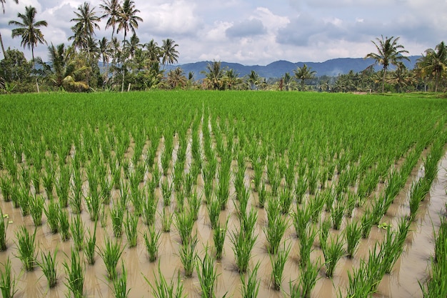 Rice fields in the small village of Indonesia