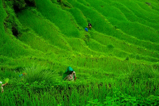 Rice fields in Southeast Asia