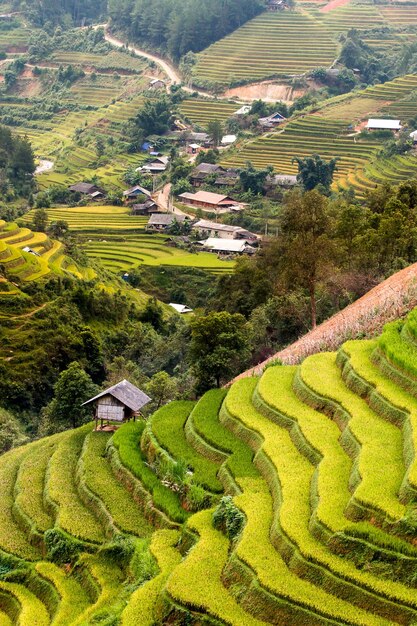 Rice fields on terrace in rainy season at Mu Cang Chai Yen Bai Vietnam Rice fields prepare for transplant at Northwest Vietnam