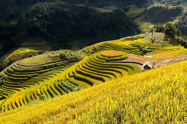 베트남 북서부 옌 바이 (YenBai) 지방 Mu Cang Chai District의 계단식 논