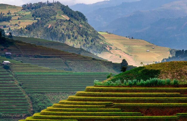 Photo rice fields on terraced of mu cang chai yenbai vietnam rice fields prepare the harvest at northwest vietnam