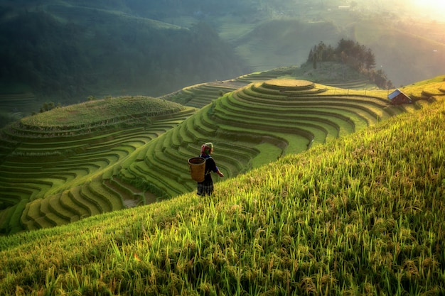 Рисовые поля на террасе Mu Cang Chai, YenBai, Вьетнам. Вьетнамские пейзажи.