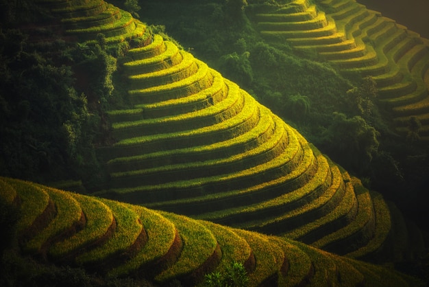 Rice fields on terraced of Mu Cang Chai, YenBai, Vietnam. 