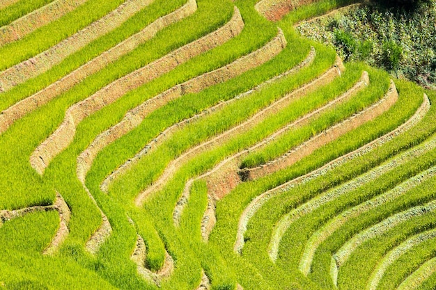 Rice fields on terraced of Mu Cang Chai