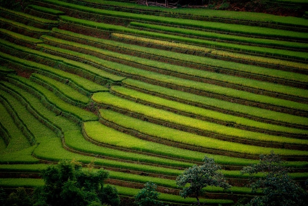 Rice fields on terraced with wooden pavilion at sunrise in Mu Cang Chai YenBai Vietnam