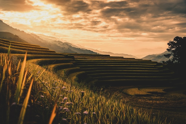 Photo rice fields on terraced with wooden pavilion at sunrise in mu cang chai, yenbai, vietnam.