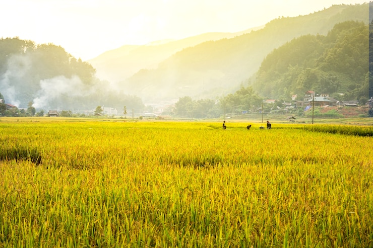Photo rice fields on terraced of yellow green rice field landscape