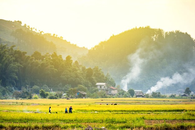 Rice fields on terraced of yellow green rice field landscape