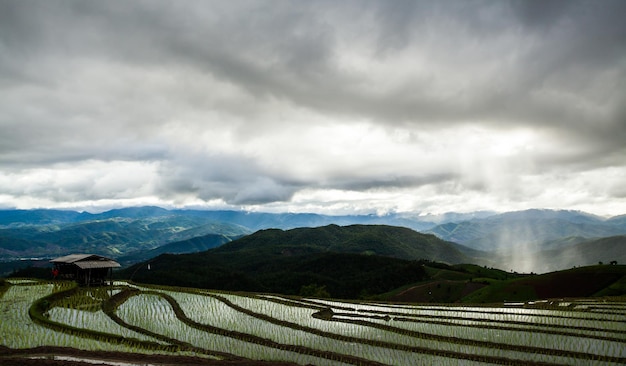 Rice fields on terraced