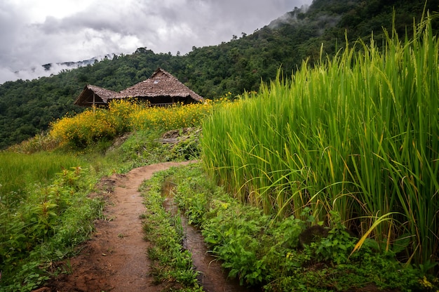 Foto campi di riso in thailandia