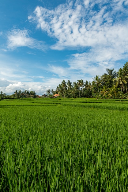 Rice fields in Ubud