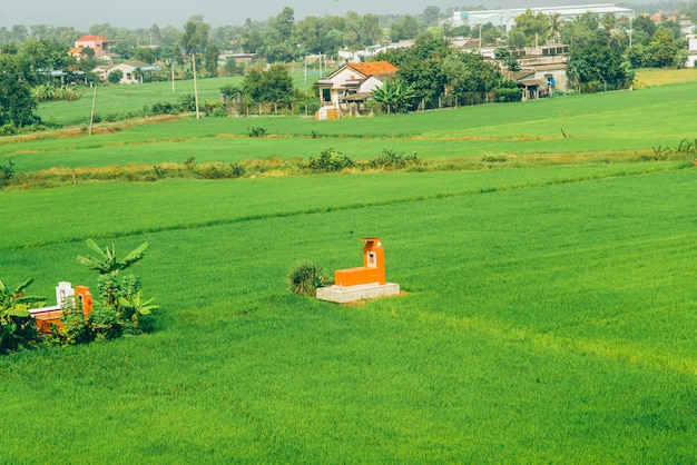 Rice fields in Vietnam