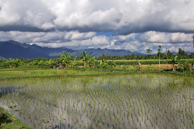 Рисовые поля в деревне Индонезии, Ява