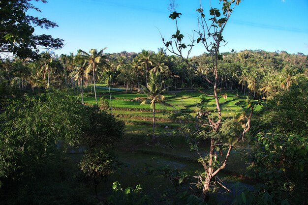 Risaie nel villaggio dell'indonesiarisaie nel villaggio dell'indonesia