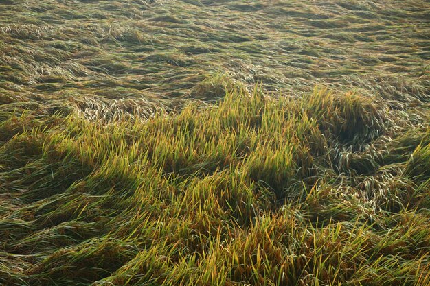 Photo rice fields village photography