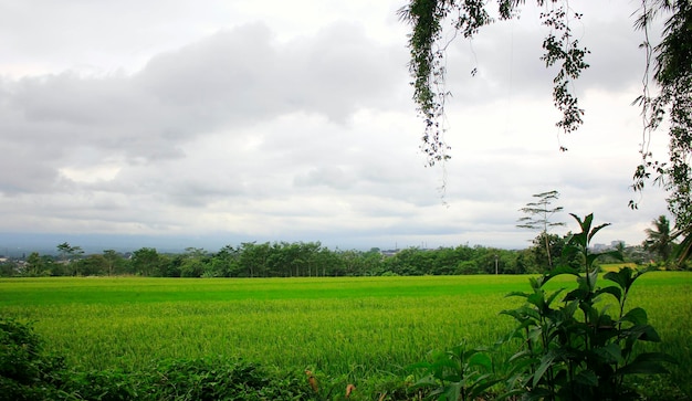 Rice fields and White Sky with Cloud