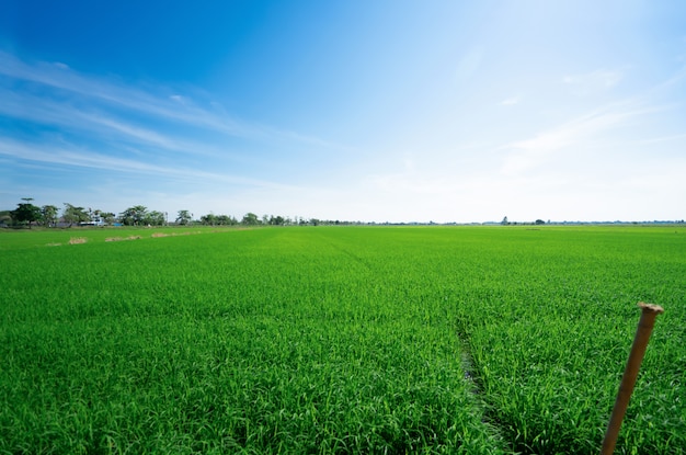 Rice fields at with blue sky. The beautiful of nature