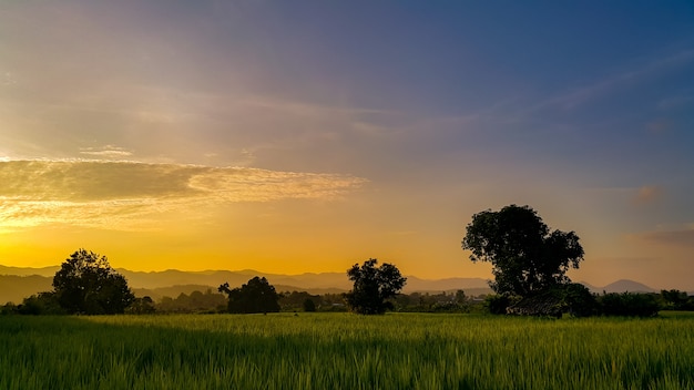 Рисовые поля с деревьями силуэта на закате