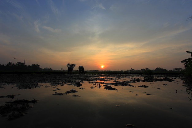 Rice fields with sunrise background