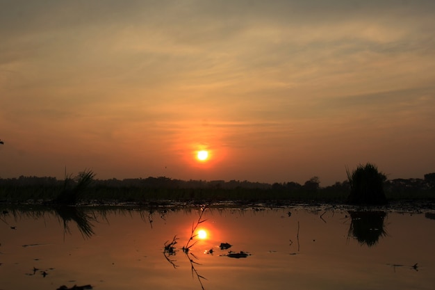 Rice fields with sunrise background