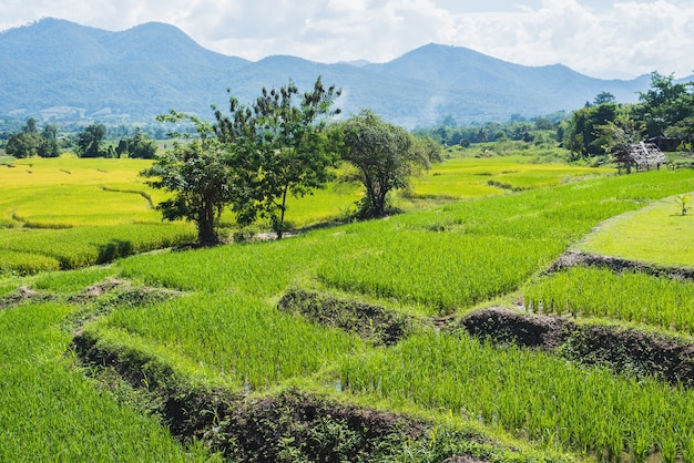 Rice fields