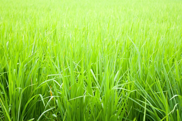 Rice fields.