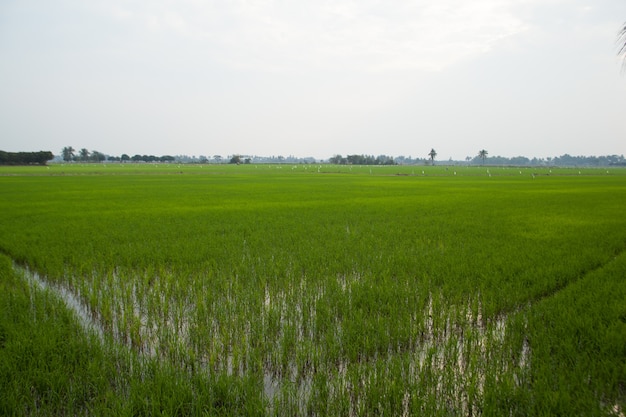 In the rice fields.