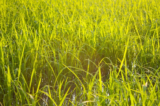 In the rice fields.