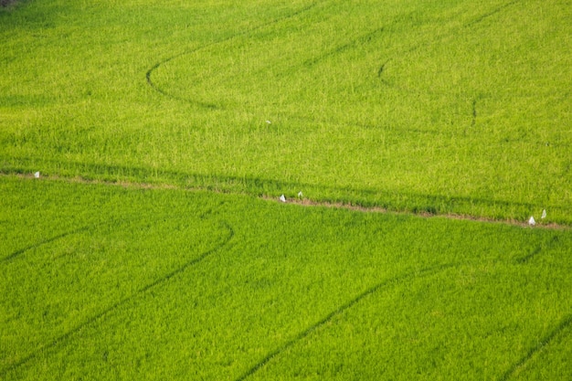 Rice fields.