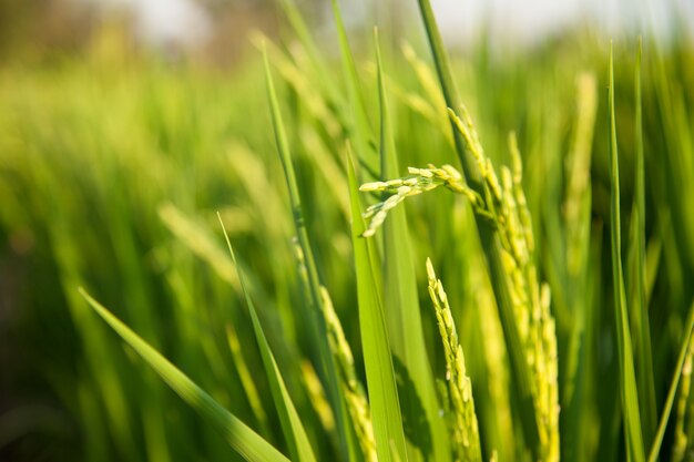 In the rice fields.