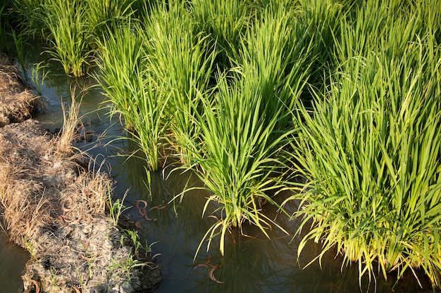 In the rice fields.