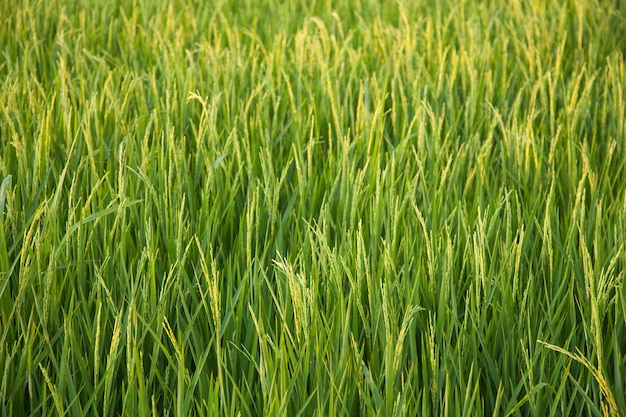 In the rice fields.