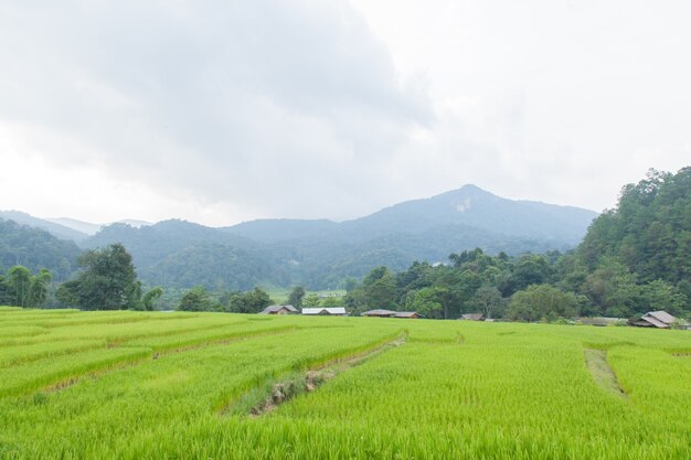 rice fields