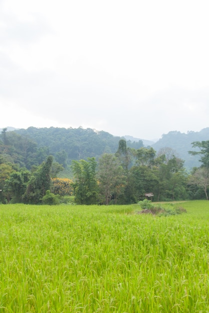 Rice fields