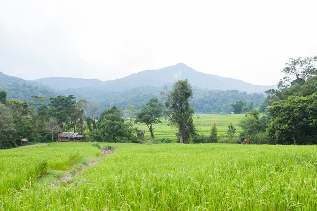 Rice fields