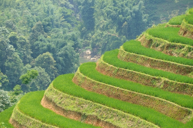 Rice fields