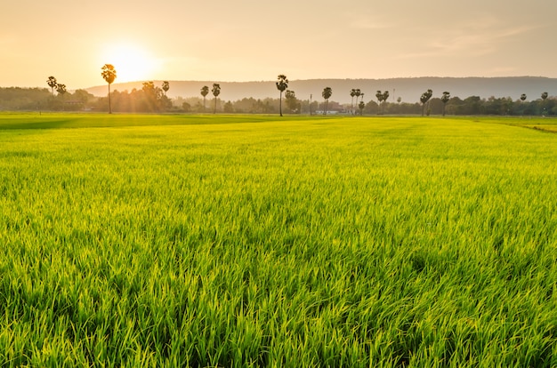 Photo rice filed and sugar palm tree