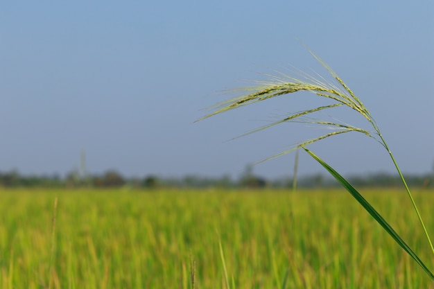 Rice flowering in the fields at morning.