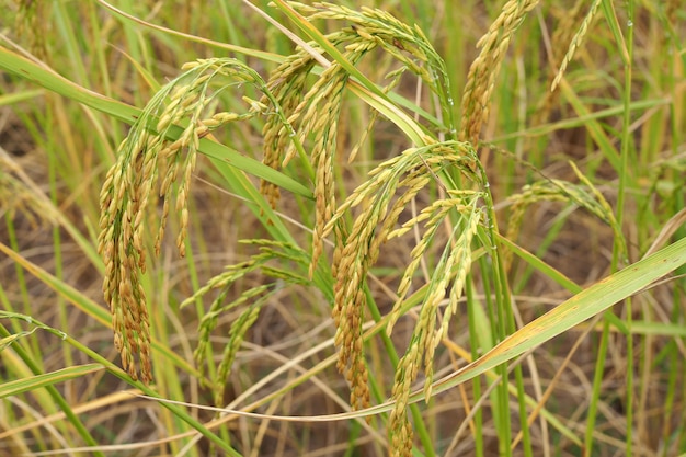 Rice of gold paddy with green leaves in field.