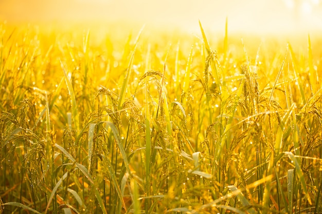 Photo rice grains in rice fields