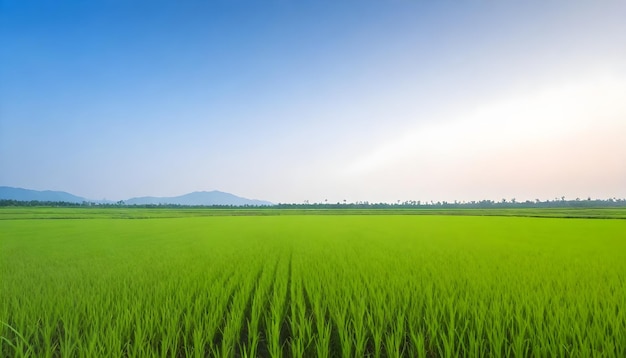 Photo rice green field in farm under clear sky