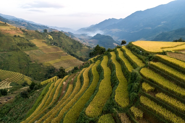 Photo rice green field at mucangchai vietnam