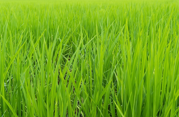 Rice growing in the field.