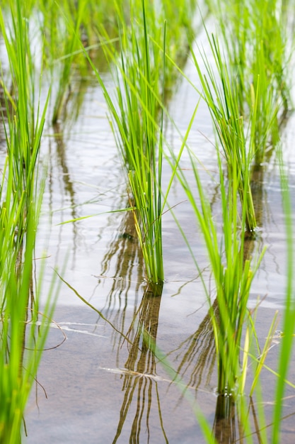 Rice is grown in the rice paddies