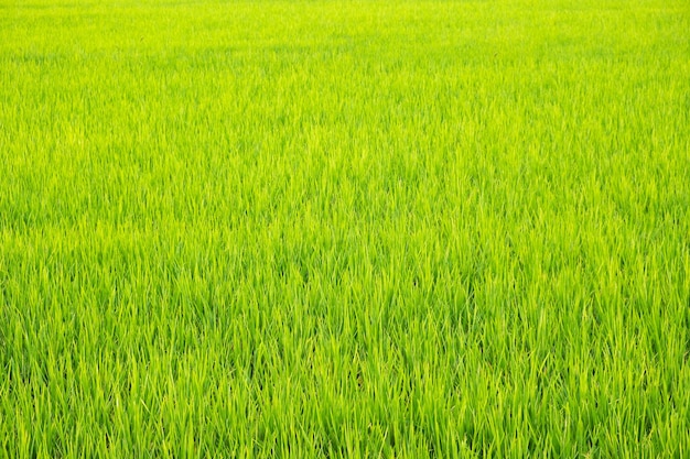 Rice is growth in the rice paddies.Bright green grass.The seedlings of rice are light green.